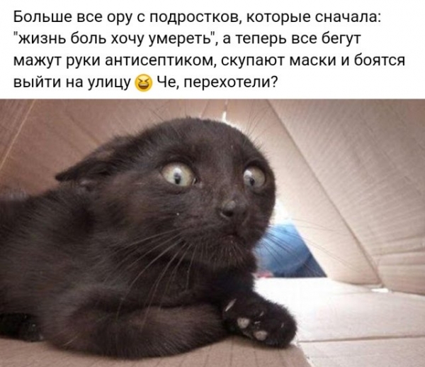 Свежая подборка прикольных картиносов
