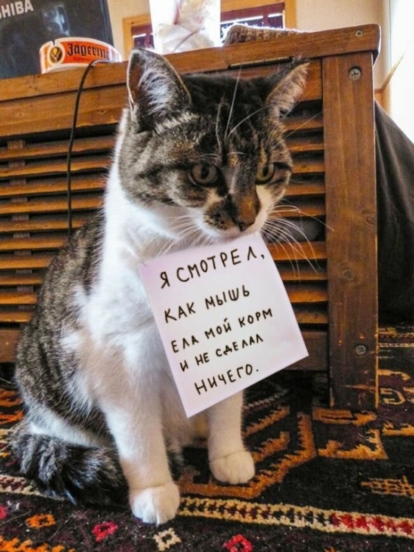 Потому что котиков обижать нельзяяя