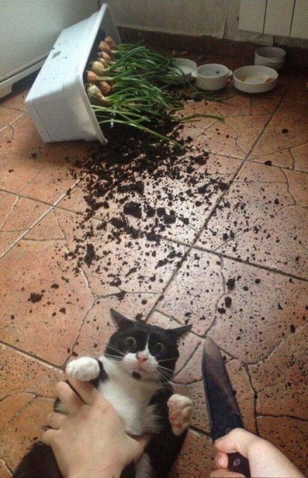 Потому что котиков обижать нельзяяя