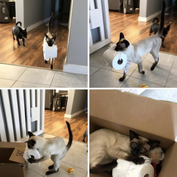 Потому что котиков обижать нельзяяя