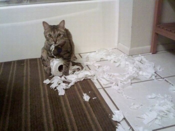 Потому что котиков обижать нельзяяя