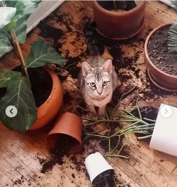 Потому что котиков обижать нельзяяя