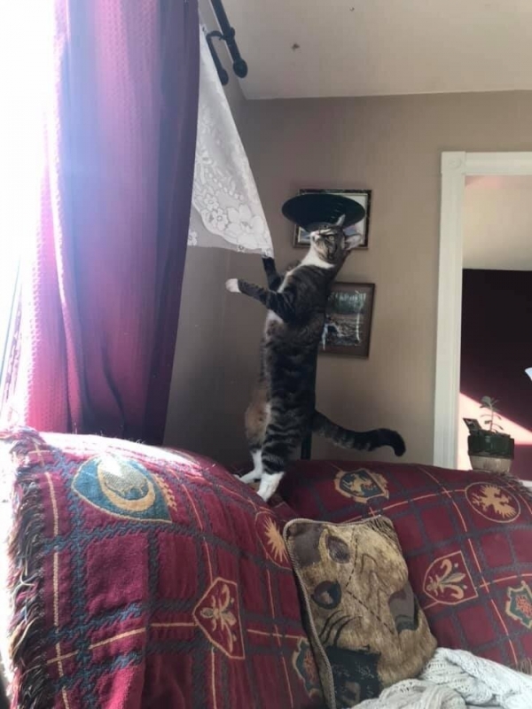 Потому что котиков обижать нельзяяя