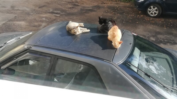 Потому что котиков обижать нельзяяя