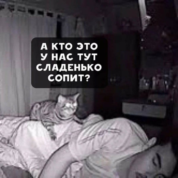 Потому что котиков обижать нельзяяя