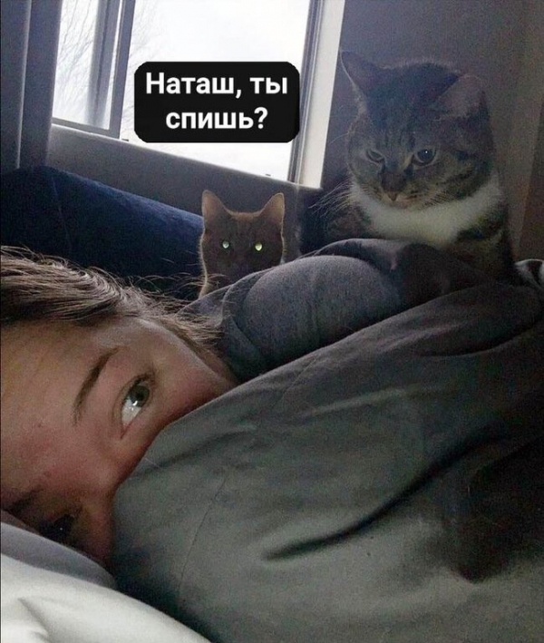 Потому что котиков обижать нельзяяя
