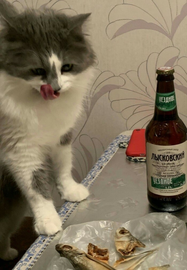 Потому что котиков обижать нельзяяя
