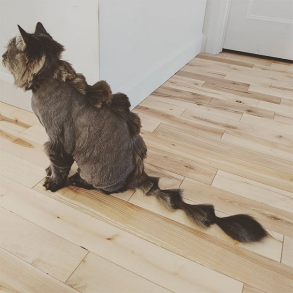 Котодраконы