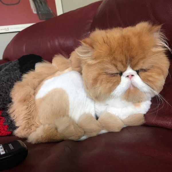 Котодраконы