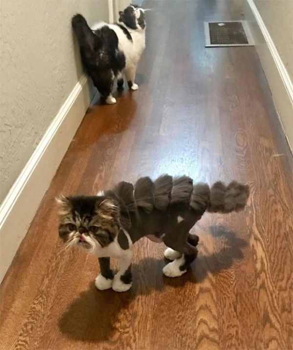 Котодраконы