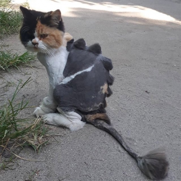 Котодраконы