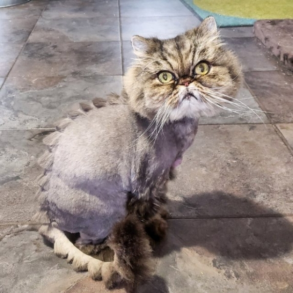 Котодраконы