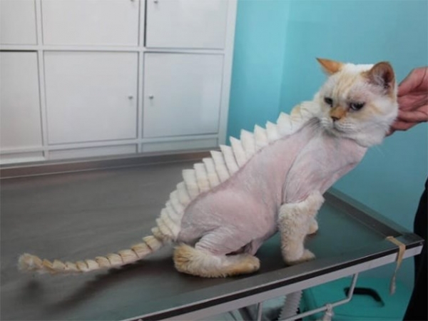 Котодраконы
