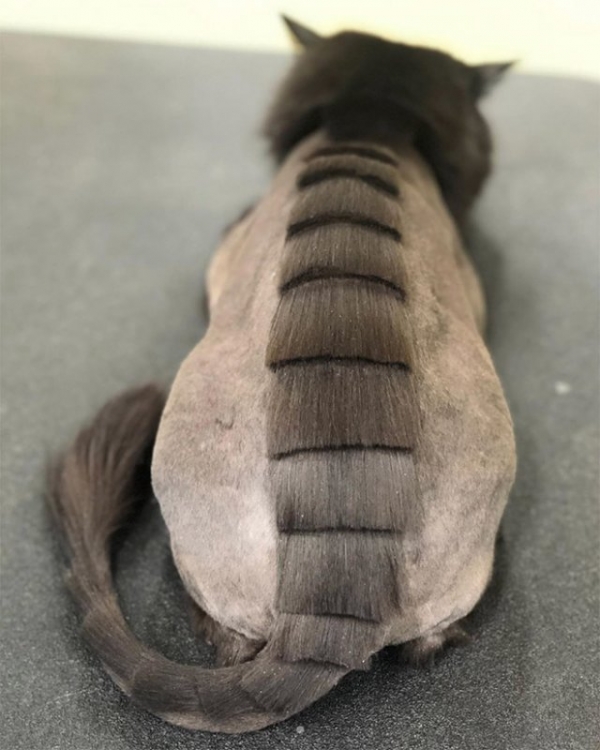 Котодраконы