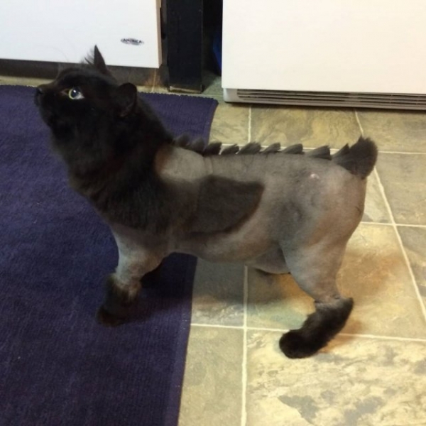 Котодраконы