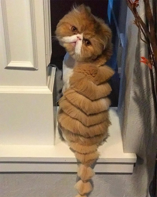 Котодраконы