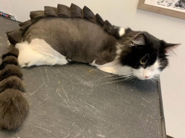 Котодраконы