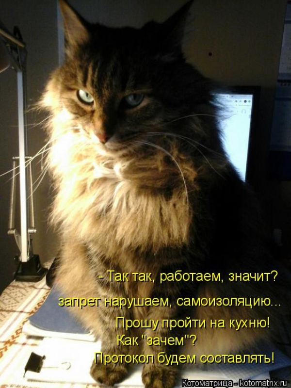 Котейки с котоматрицы