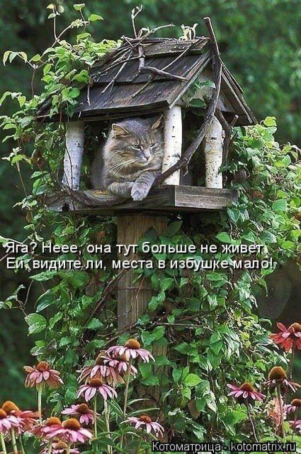 Котейки с котоматрицы