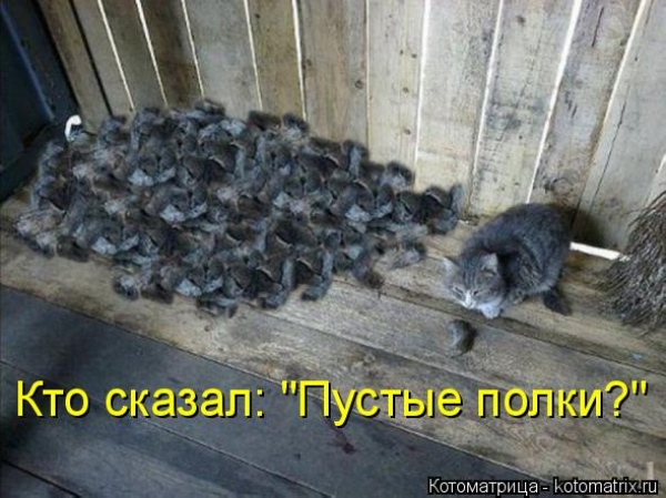 Котейки с котоматрицы