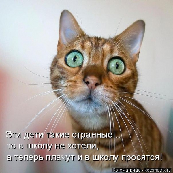 Котейки с котоматрицы