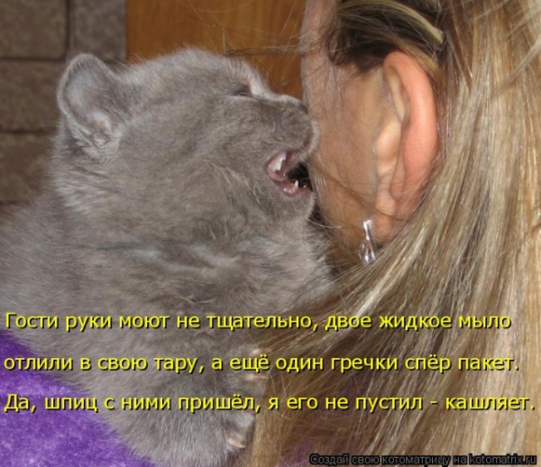 Котейки с котоматрицы