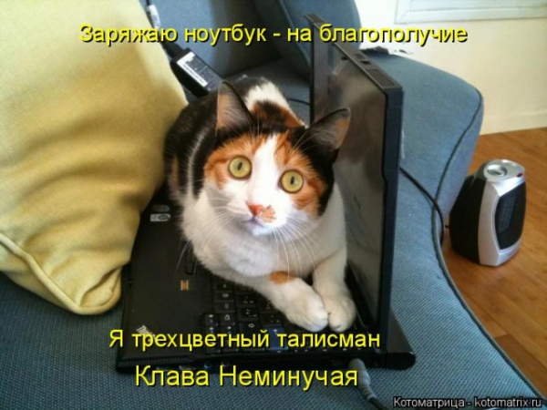 Котейки с котоматрицы
