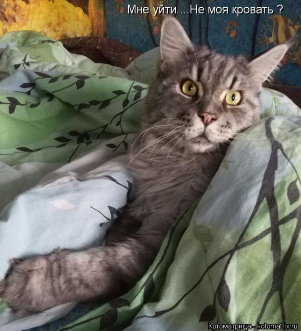 Котейки с котоматрицы