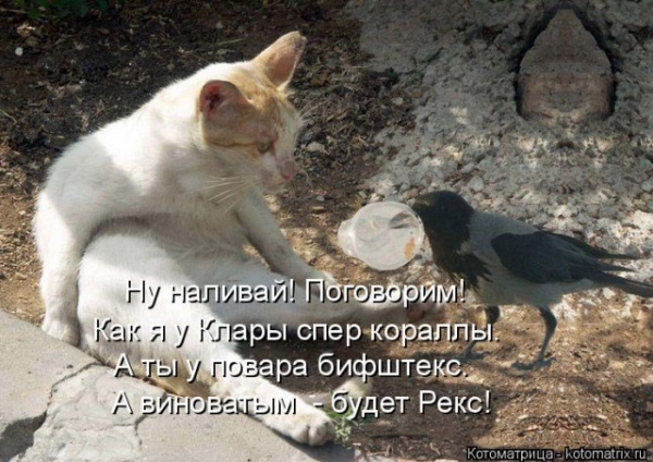 Котейки с котоматрицы