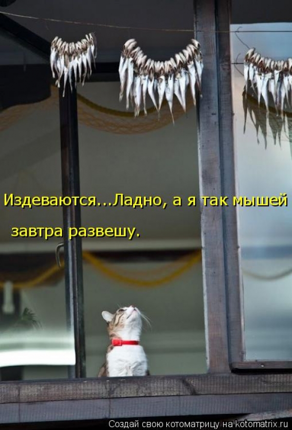 Котейки с котоматрицы