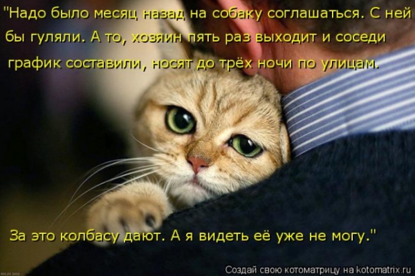 Котейки с котоматрицы