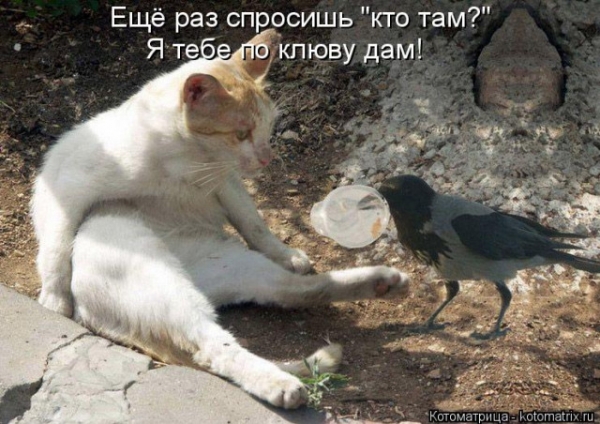 Котейки с котоматрицы