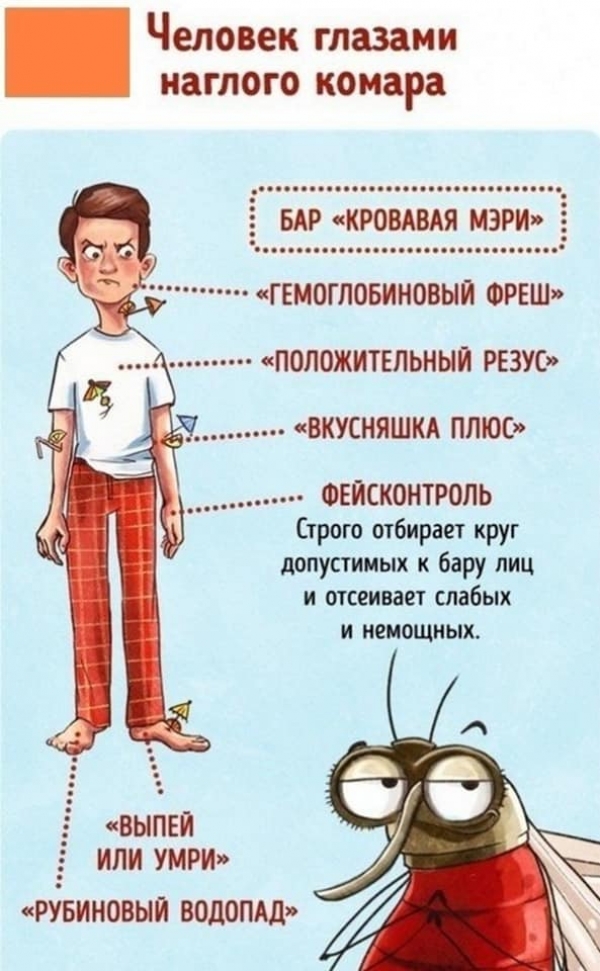 Как выглядит человек в глазах животных