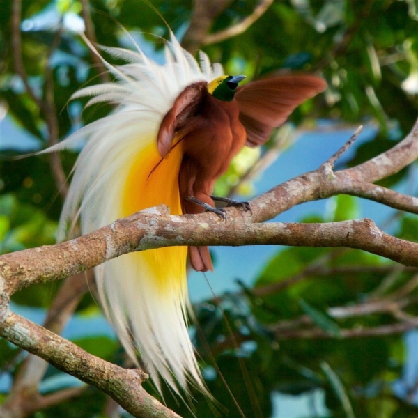 Редкие виды птиц невероятной красоты