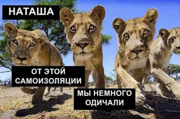 Котам не сдается наш гордый Наташ