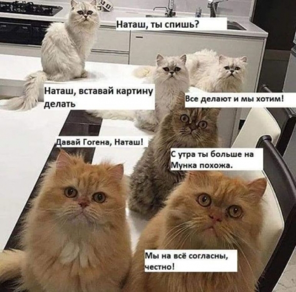 Котам не сдается наш гордый Наташ