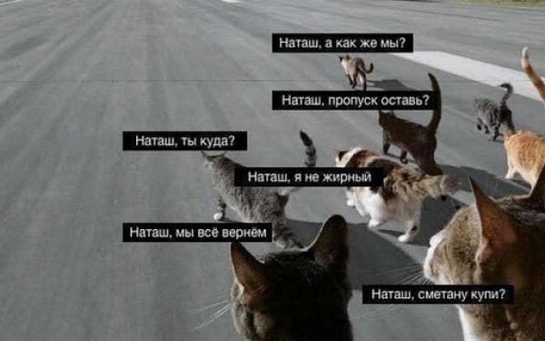 Котам не сдается наш гордый Наташ