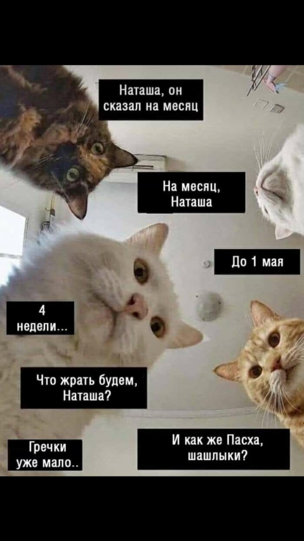 Котам не сдается наш гордый Наташ