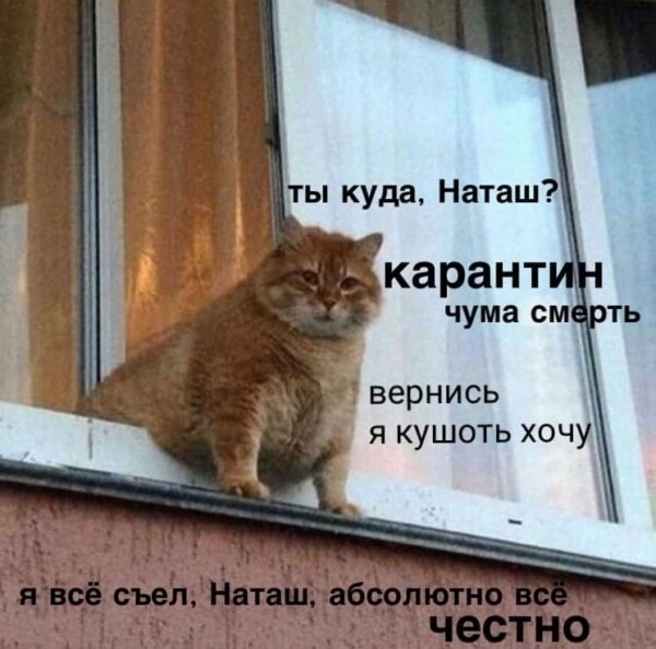 Котам не сдается наш гордый Наташ