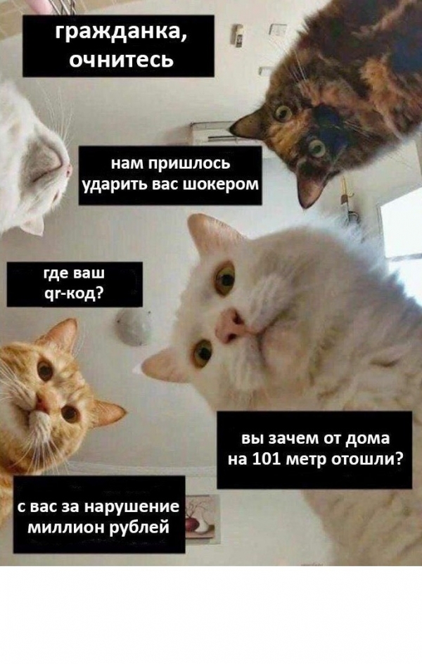 Котам не сдается наш гордый Наташ