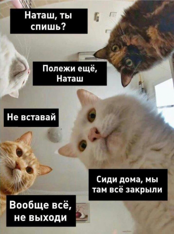 Котам не сдается наш гордый Наташ