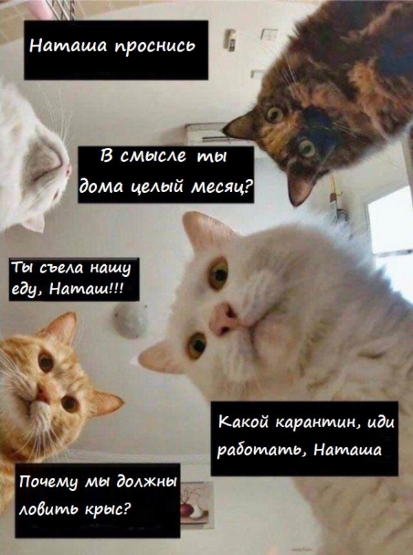 Котам не сдается наш гордый Наташ