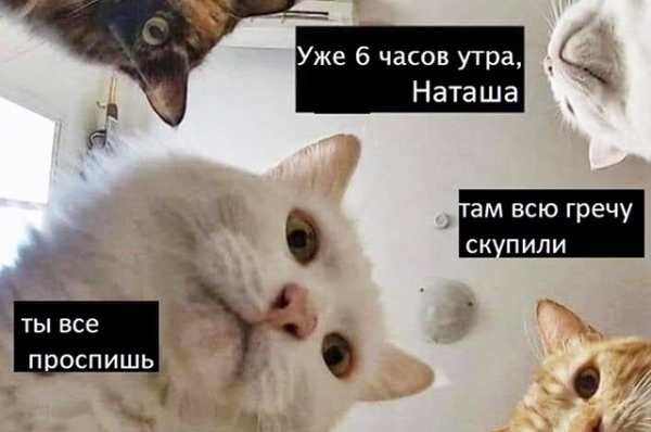 Котам не сдается наш гордый Наташ