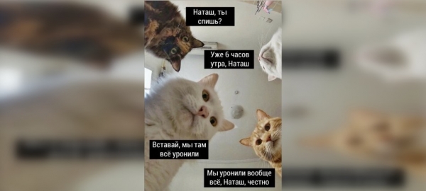 Котам не сдается наш гордый Наташ