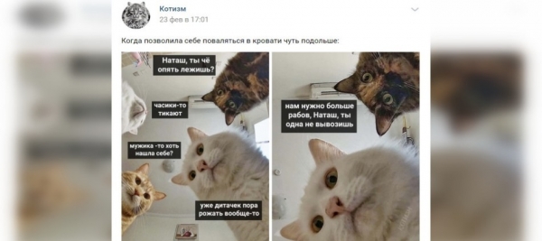 Котам не сдается наш гордый Наташ