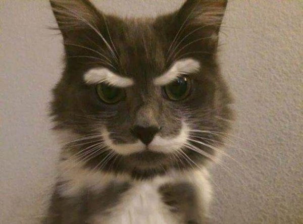 Необычный окрас у домашних любимцев
