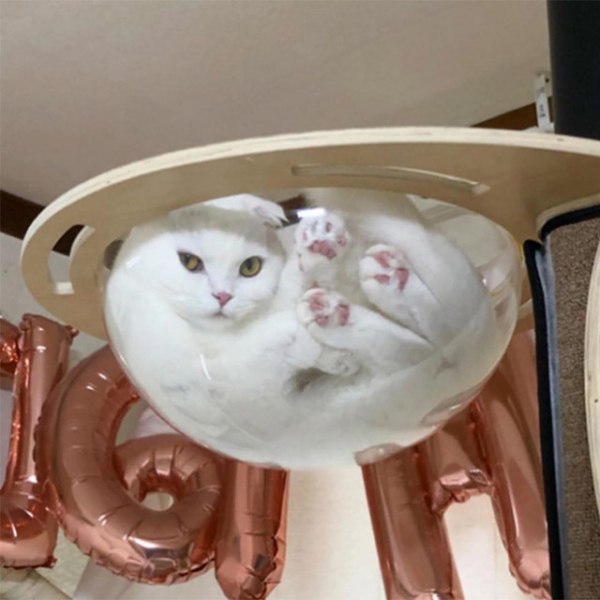 Кошки в стеклянных емкостях