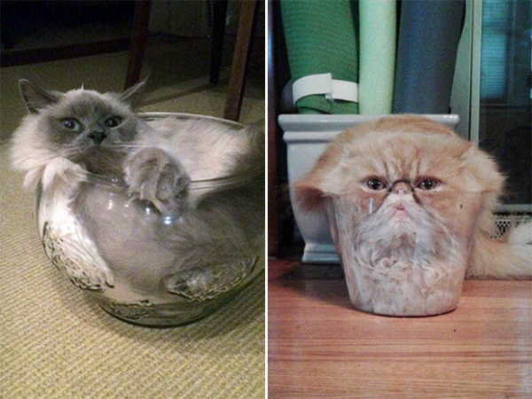 Кошки в стеклянных емкостях