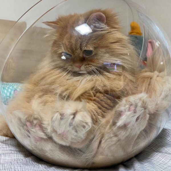 Кошки в стеклянных емкостях