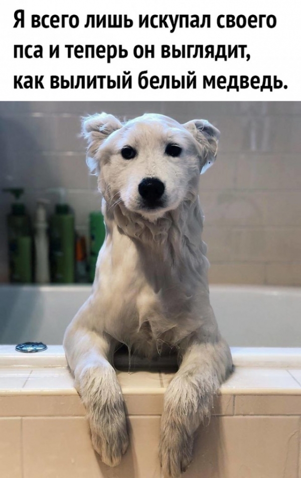 Веселые картинки